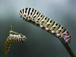 Orugas de Machaon