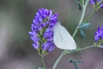 Blanquita