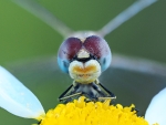 Mirada