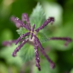 Urtica