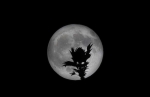 El fresno y la luna.