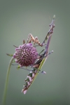 EMPUSA