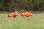 La pareja