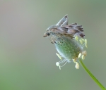 Carcharodus alceae