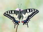 Macaón