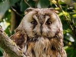 Búho