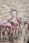 Flamencos en Fuente de Piedra