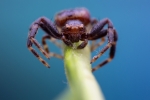 Araña 2x