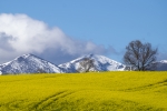 Campos de colza