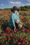 Entre Amapolas