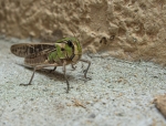 Pepito Grillo