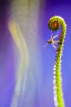La insectívora