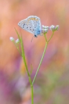 Niña esmaltada