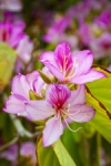 Primavera
