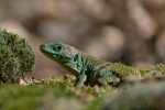 lagarto