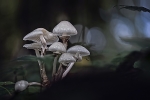 Otoño