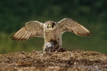 Halcon Peregrino con su presa