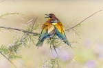Colores de amor