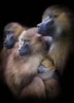 PROTEJIDO POR LA FAMILIA