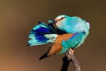 Limpieza de pluma