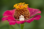 Araña Cangrejo