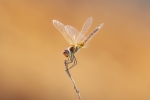 Dragón rojo