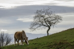 Caballo con arbol