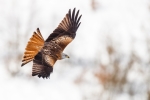 Vuelo de invierno