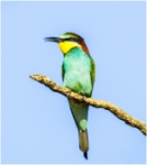 Abejarruco