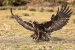 Águila real