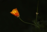 Amapola de California
