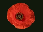 Amapola, lindísima amapola.