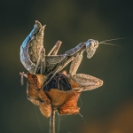 Ameles spallanzania