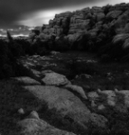 Amonite