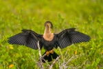 Anhinga