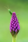 Belleza oculta