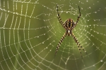 Rocio y Araña.