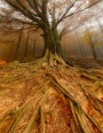 Arbol al reves