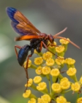 Avispa Halcón