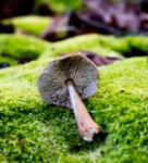 boletus