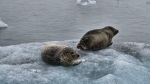 Focas en un glaciar
