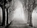 camins