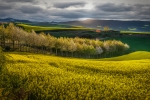 Campos de Colza-
