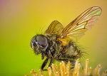 Mosca Abeja