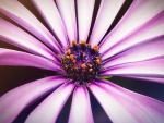 Detall flor