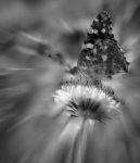 Enfoque en la Naturaleza
