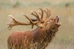 Cervus elaphus