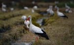 CICONIA CICONIA