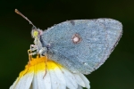 Colias cianófora
