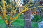 Colores de otoño